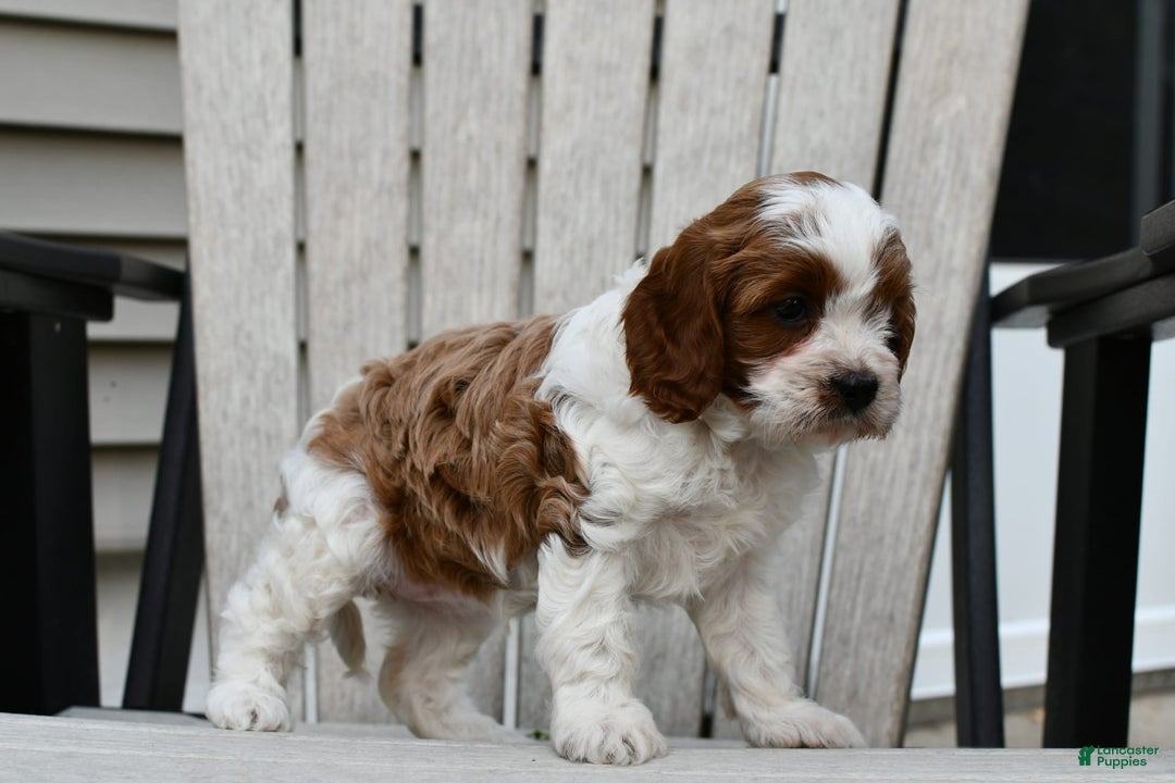 Cavapoo dogs for sale: Mia - Image 1