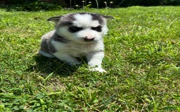 Siberian Husky dogs for sale: Baby E - Image 1