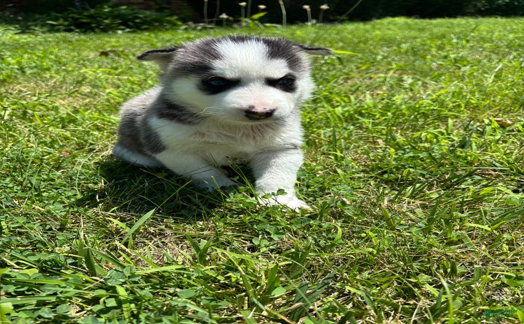 Siberian Husky dogs for sale - Ad 2