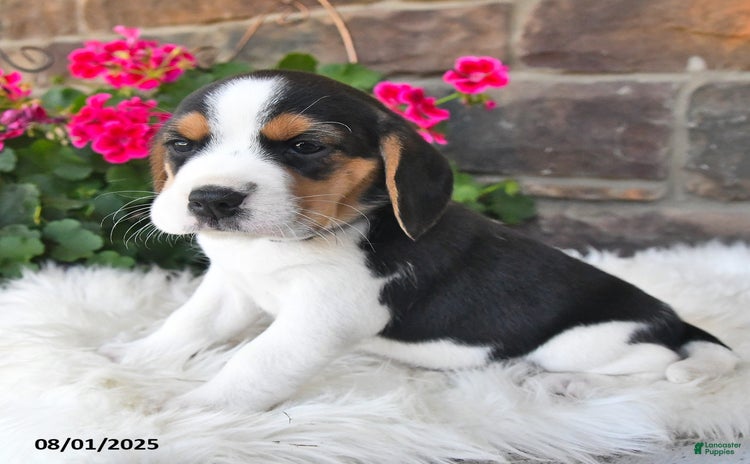 Beagle dogs for sale - Ad 1