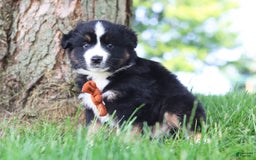 Australian Shepherd dogs for sale: Baja - Image 1