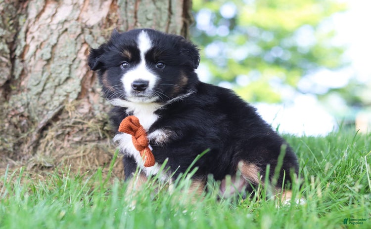 Australian Shepherd dogs for sale - Ad 5