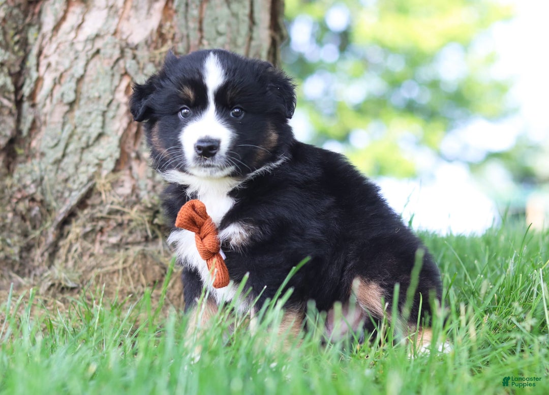 Australian Shepherd dogs for sale: Baja - Image 1