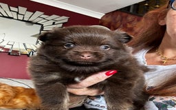 Pomeranian dogs for sale: Nexy - Image 1