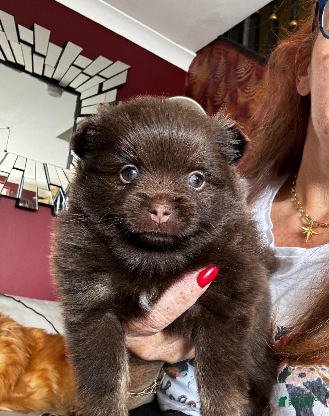 Pomeranian dogs for sale: Nexy - Image 1
