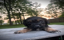 Cavapoo dogs for sale: Lads - Image 9