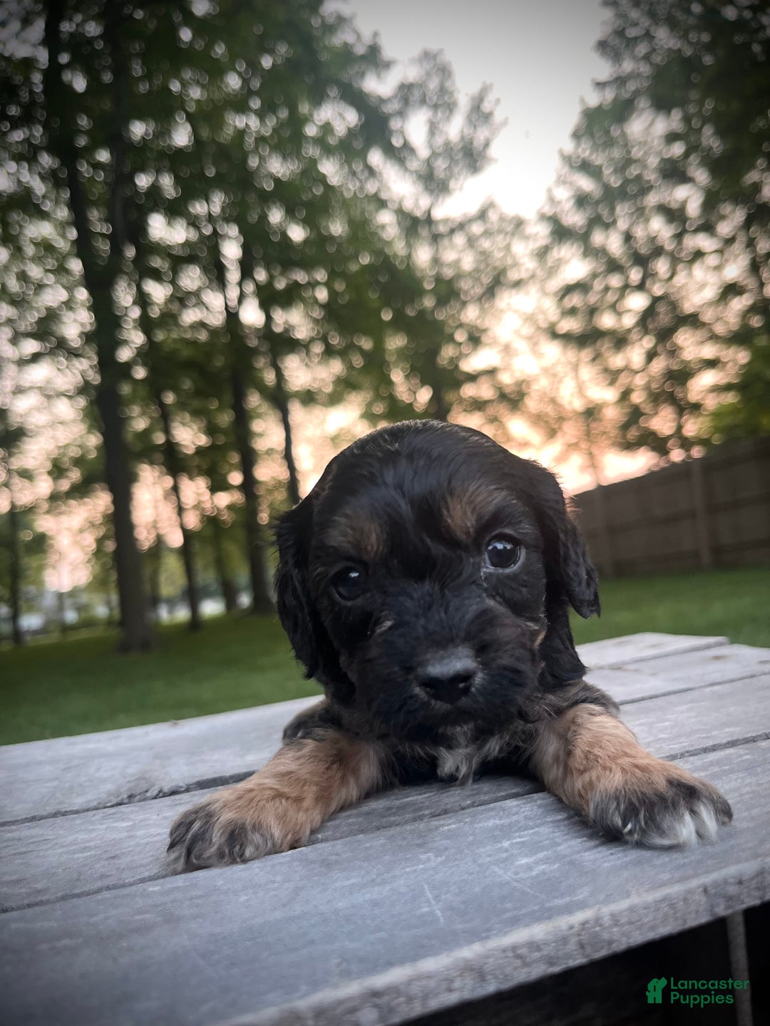 Cavapoo dogs for sale: Lads - Image 9