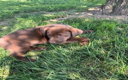 Labrador Retriever dogs for sale: Bella - Image 3