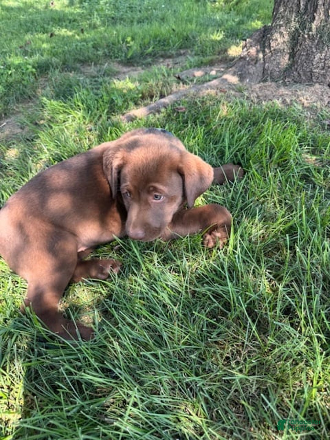 Labrador Retriever dogs for sale: Bella - Image 3