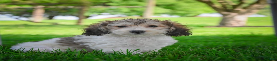 Barry