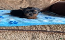 Yorkshire Terrier dogs for sale: Yoda - Image 1