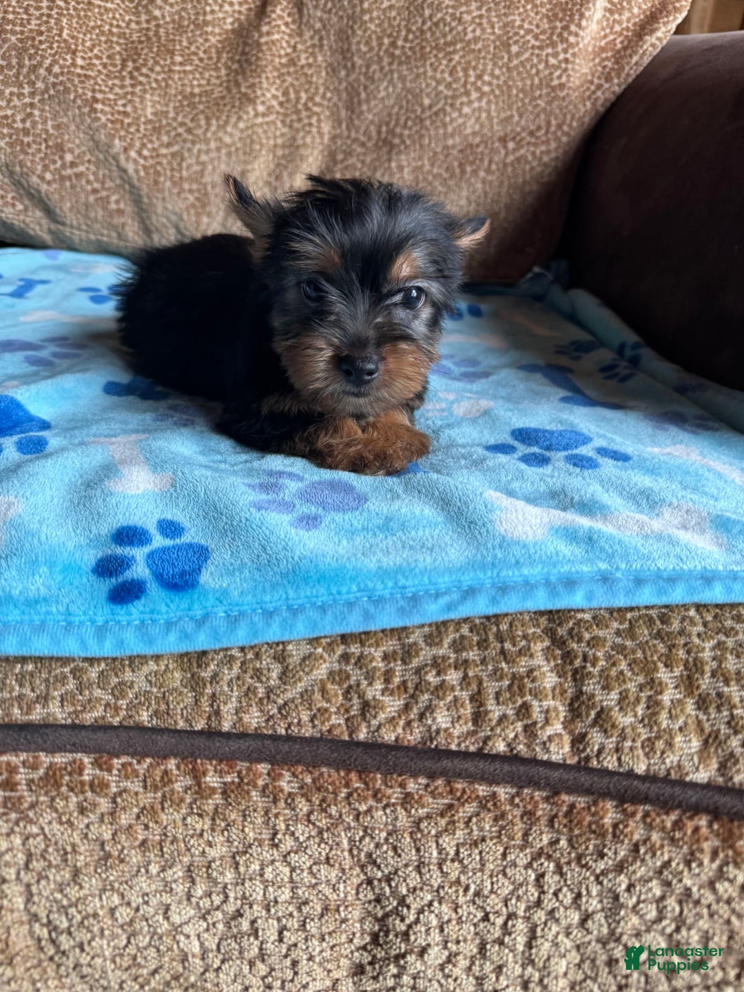 Yorkshire Terrier dogs for sale: Yoda - Image 1