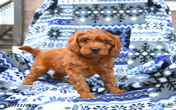 Cavapoo dogs for sale: Basil - Image 4