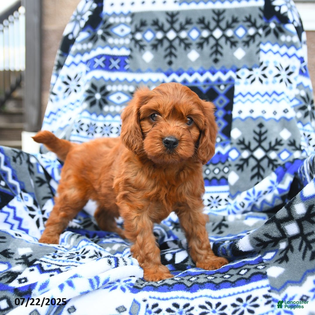 Cavapoo dogs for sale: Basil - Image 4
