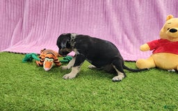 Catahoula Leopard Dog dogs for sale: Tess 2025 Female 4 - Image 17