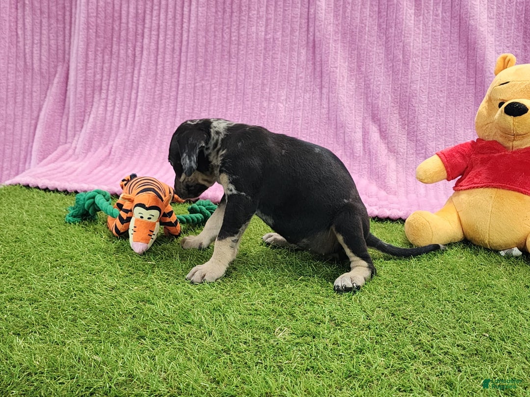 Catahoula Leopard Dog dogs for sale: Tess 2025 Female 4 - Image 17