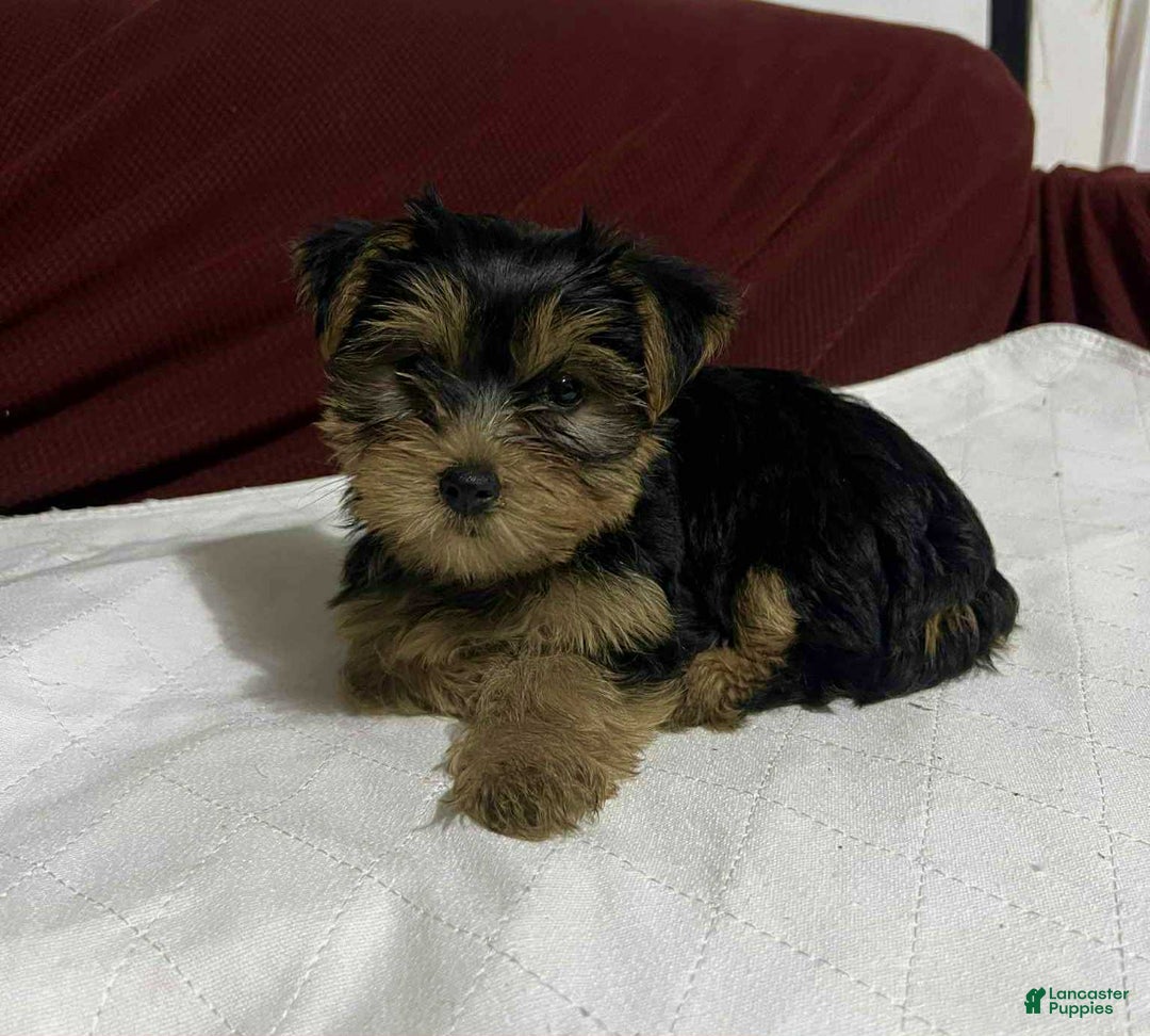 Yorkshire Terrier dogs for sale: Penny - Image 2