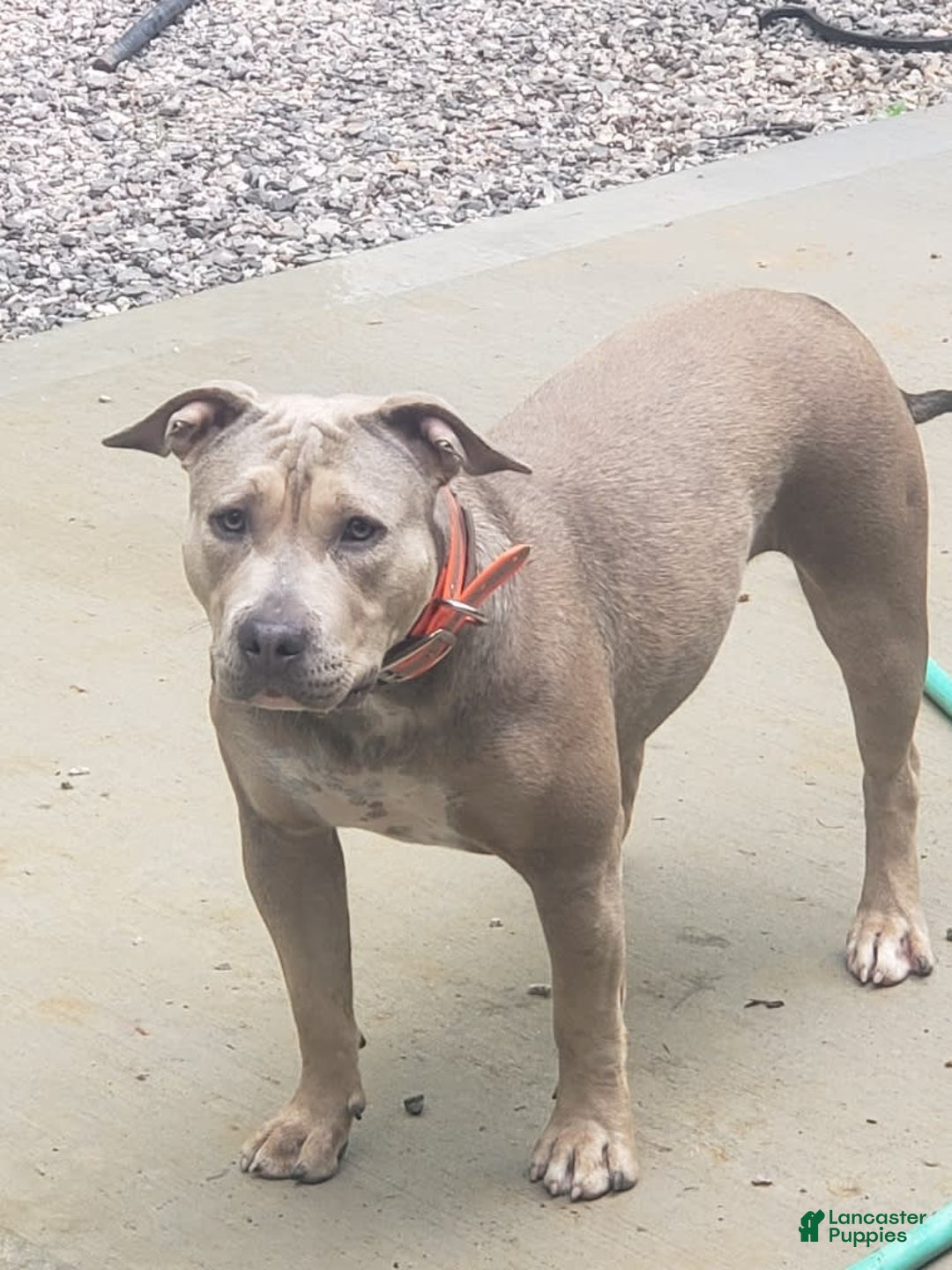 American Bully dogs for sale: Socks - Image 57