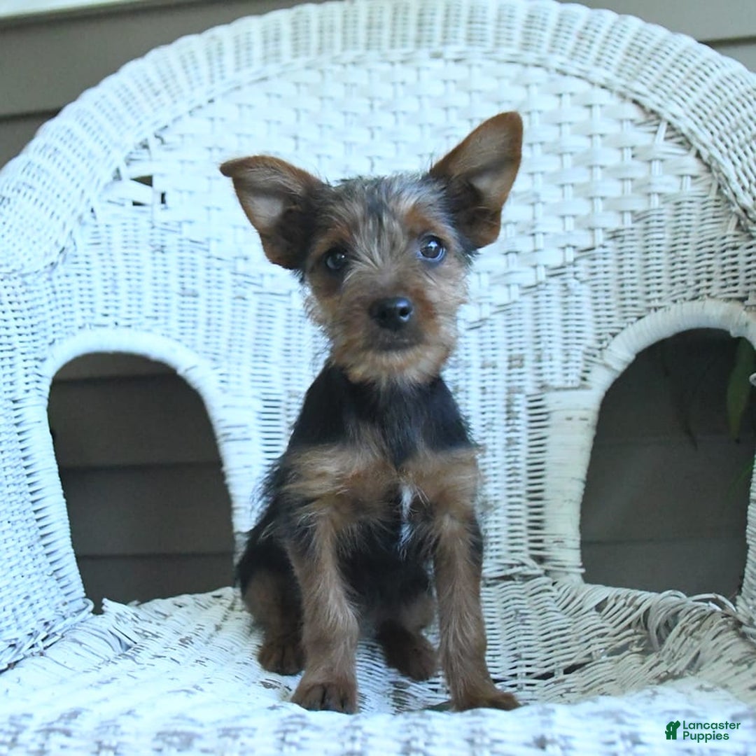 Yorkshire Terrier dogs for sale: Tucker - Image 8