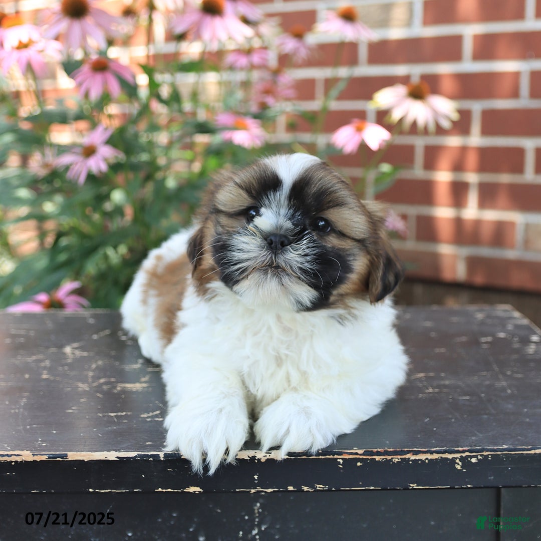 Shih Tzu dogs for sale: Dexter - Image 2
