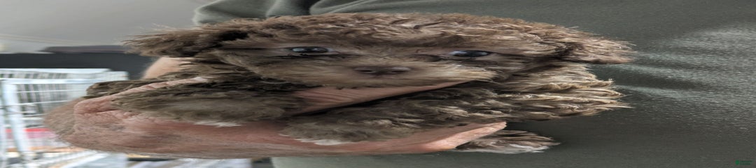 Cocoa