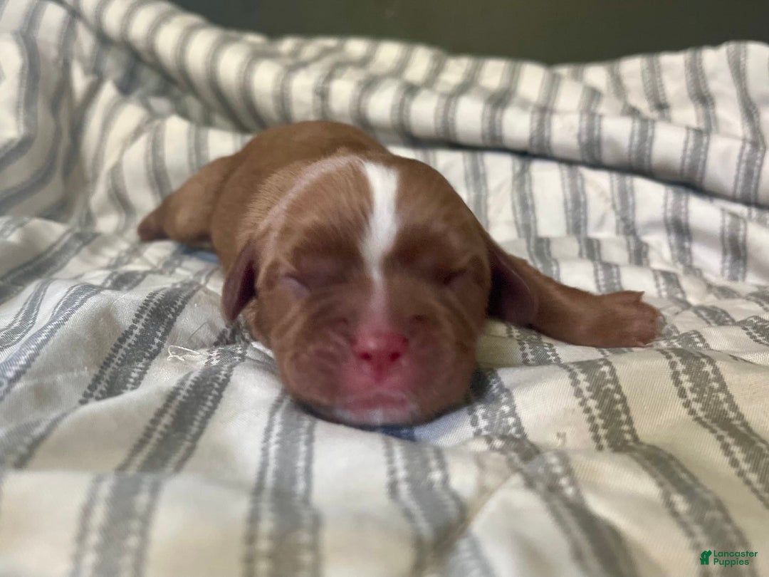 Cavalier King Charles Spaniel dogs for sale: Lincoln - Image 2