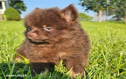 Pomeranian dogs for sale: Pomeranian 4 puppies - Image 15