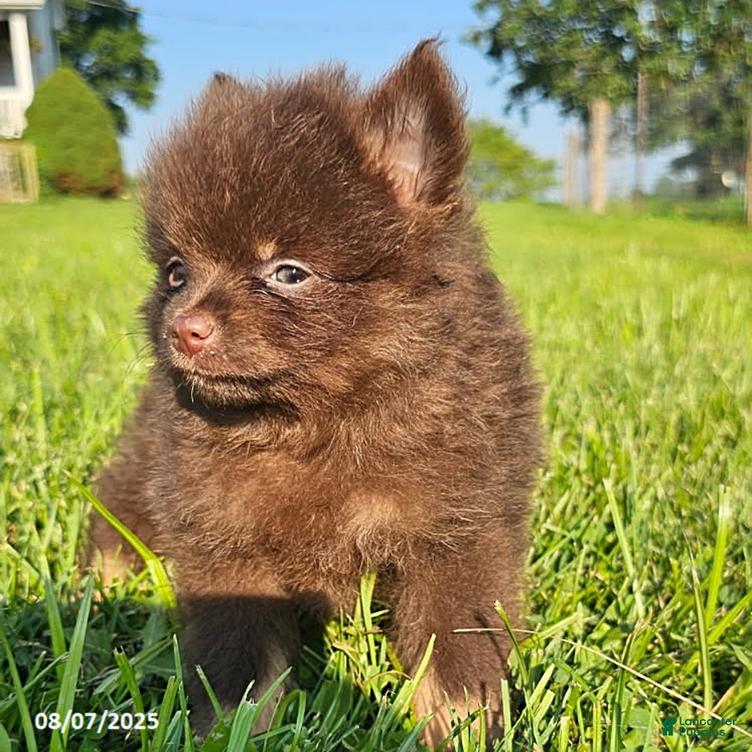 Pomeranian dogs for sale: Pomeranian 4 puppies - Image 15