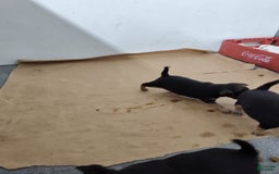Chihuahua dogs for sale: Puddin - Image 4
