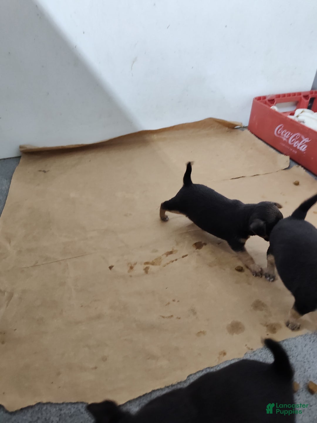 Chihuahua dogs for sale: Puddin - Image 4