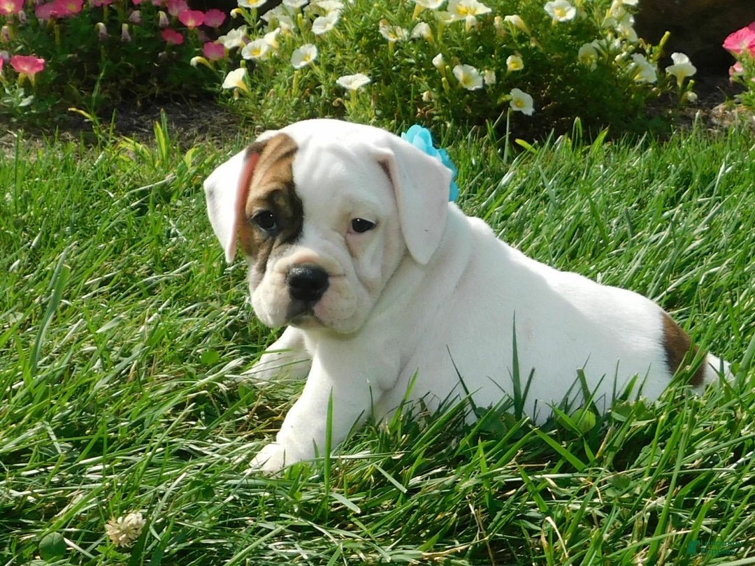 English Bulldog dogs for sale: Spot - Image 1