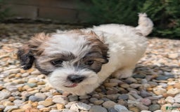 Teddy Bear dogs for sale: Marshmallow - Image 7