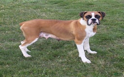 Boxer dogs for sale: Eden - Image 6