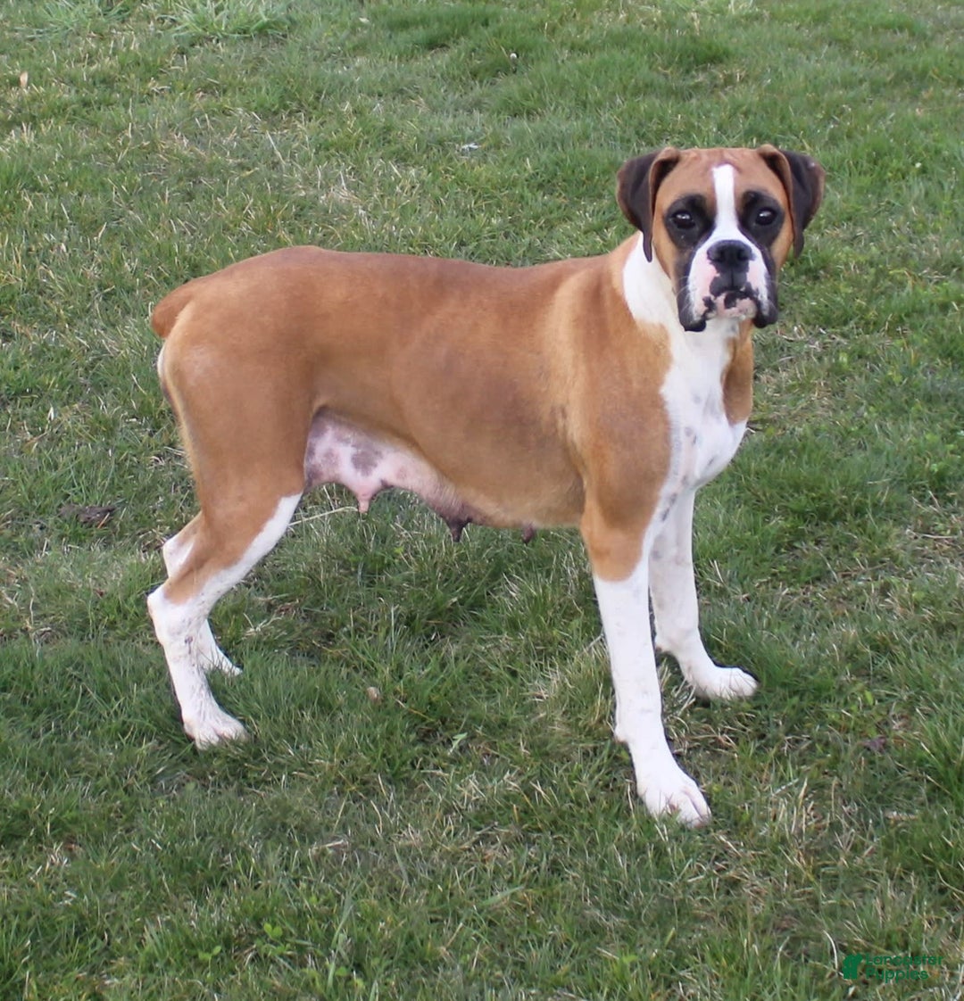 Boxer dogs for sale: Eden - Image 6