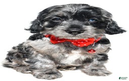 Cockapoo dogs for sale: Wilson - Image 1