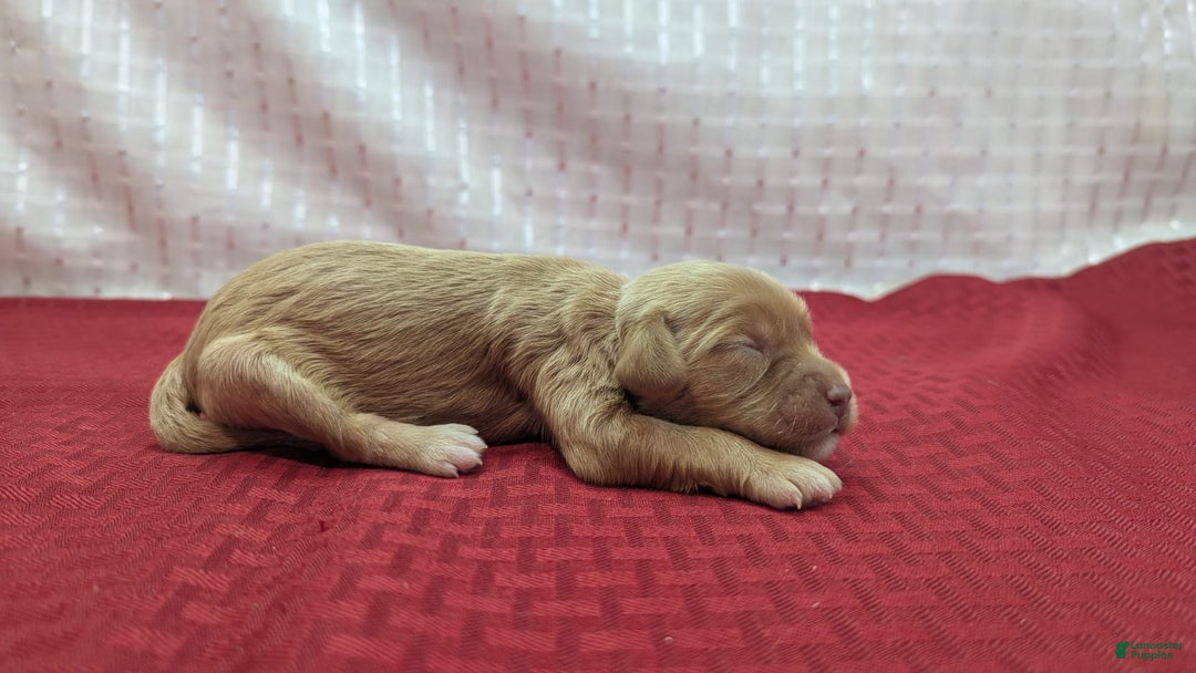 Cockapoo dogs for sale: Lydia - Image 11