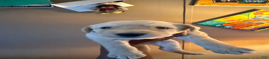 Polar Bear