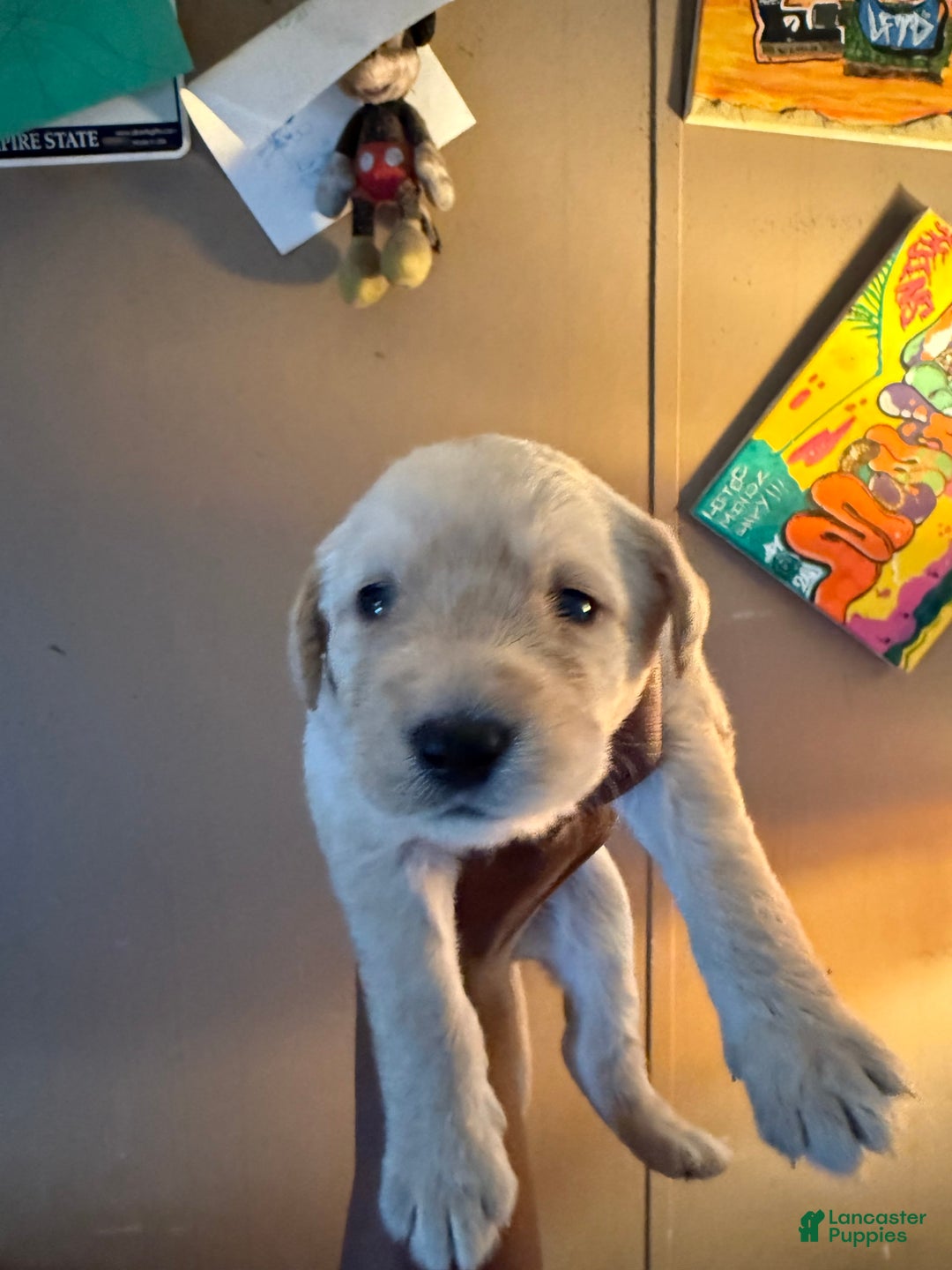 Goldendoodle dogs for sale: Polar Bear - Image 1
