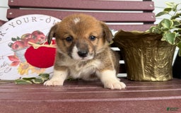Welsh Corgi Pembroke dogs for sale: Welsh Corgi (Pembroke) 4 puppies - Image 4