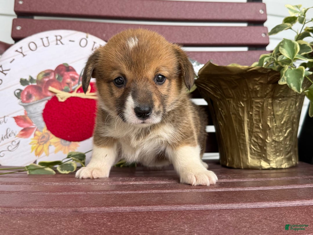 Welsh Corgi Pembroke dogs for sale: Welsh Corgi (Pembroke) 4 puppies - Image 4