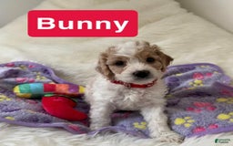 Cavapoo dogs for sale: Bunny - Image 3