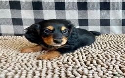 Miniature Dachshund dogs for sale: Nelson - Image 1