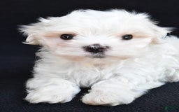 Maltese dogs for sale: Rory - Image 5