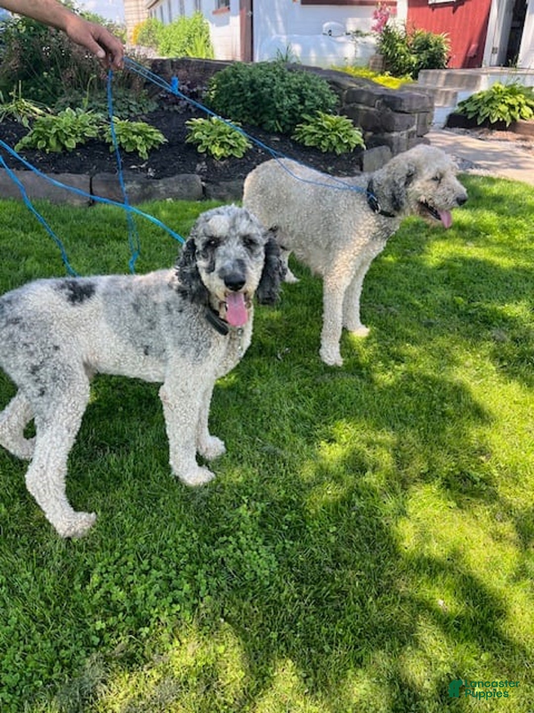 Bernedoodle dogs for sale: Priscilla - Image 2