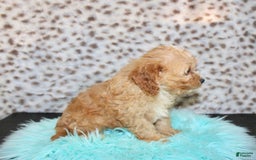 Cavapoo dogs for sale: Cavapoo 7 puppies - Image 11