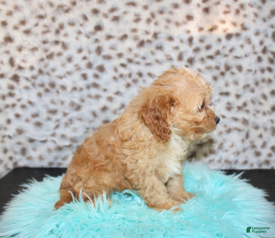 Cavapoo dogs for sale: Cavapoo 7 puppies - Image 11