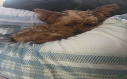 Yorkiepoo dogs for sale: Sundae - Image 9