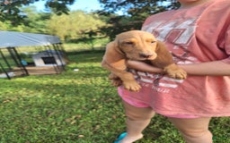 Bloodhound dogs for sale: Light Blue - Image 1