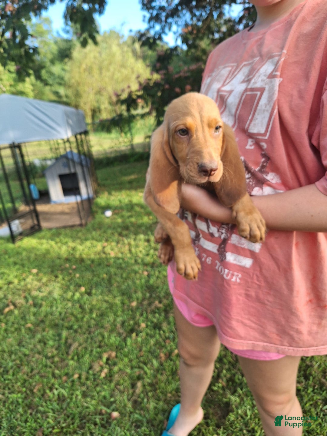 Bloodhound dogs for sale: Light Blue - Image 1