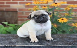 Pug dogs for sale: Button - Image 3